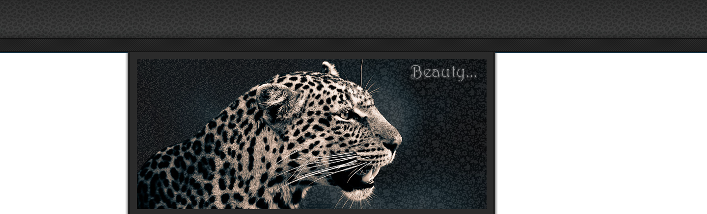 Leopards are beautiful. [Welcome in My World]